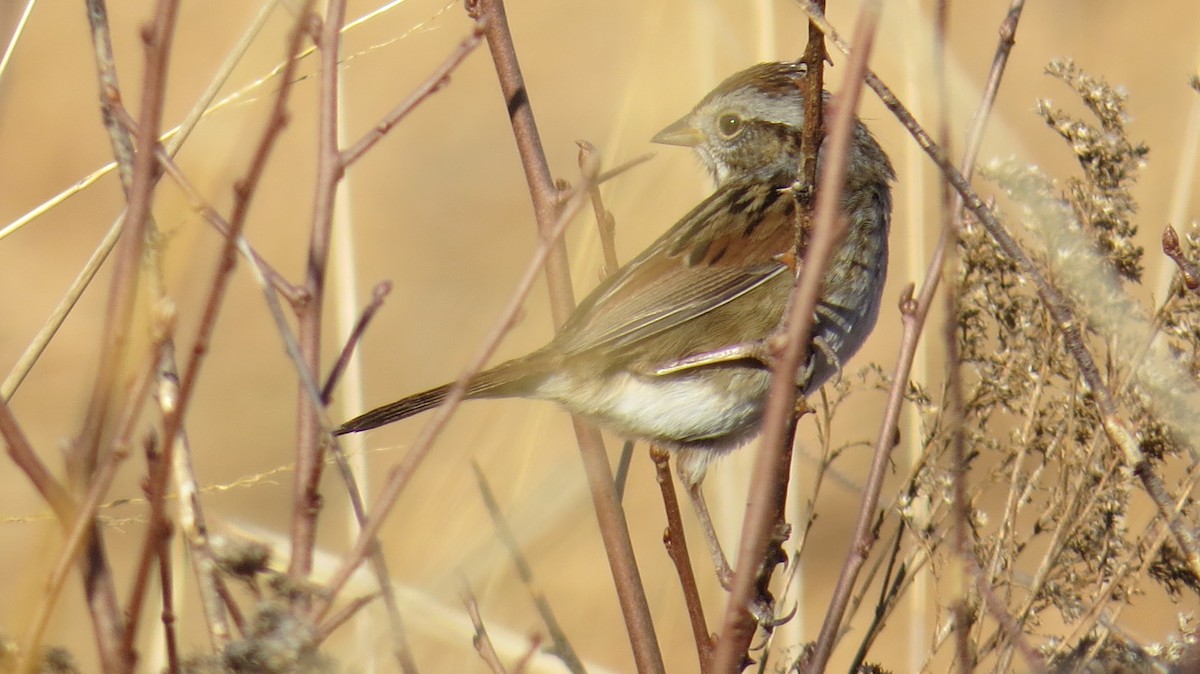 Swamp Sparrow - ML420779211