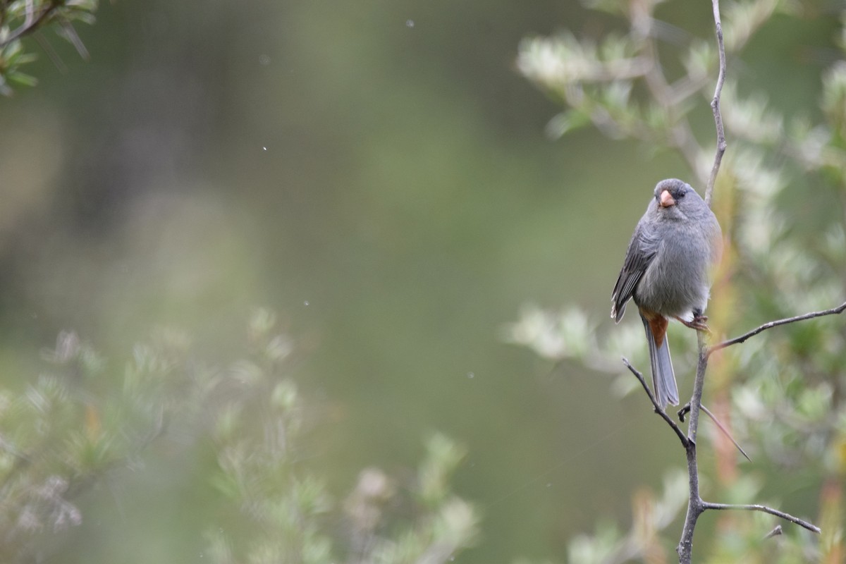 Plain-colored Seedeater - ML420787081
