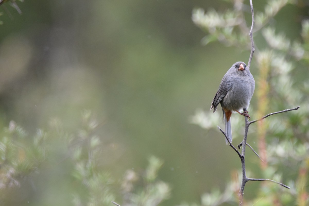 Plain-colored Seedeater - ML420787091