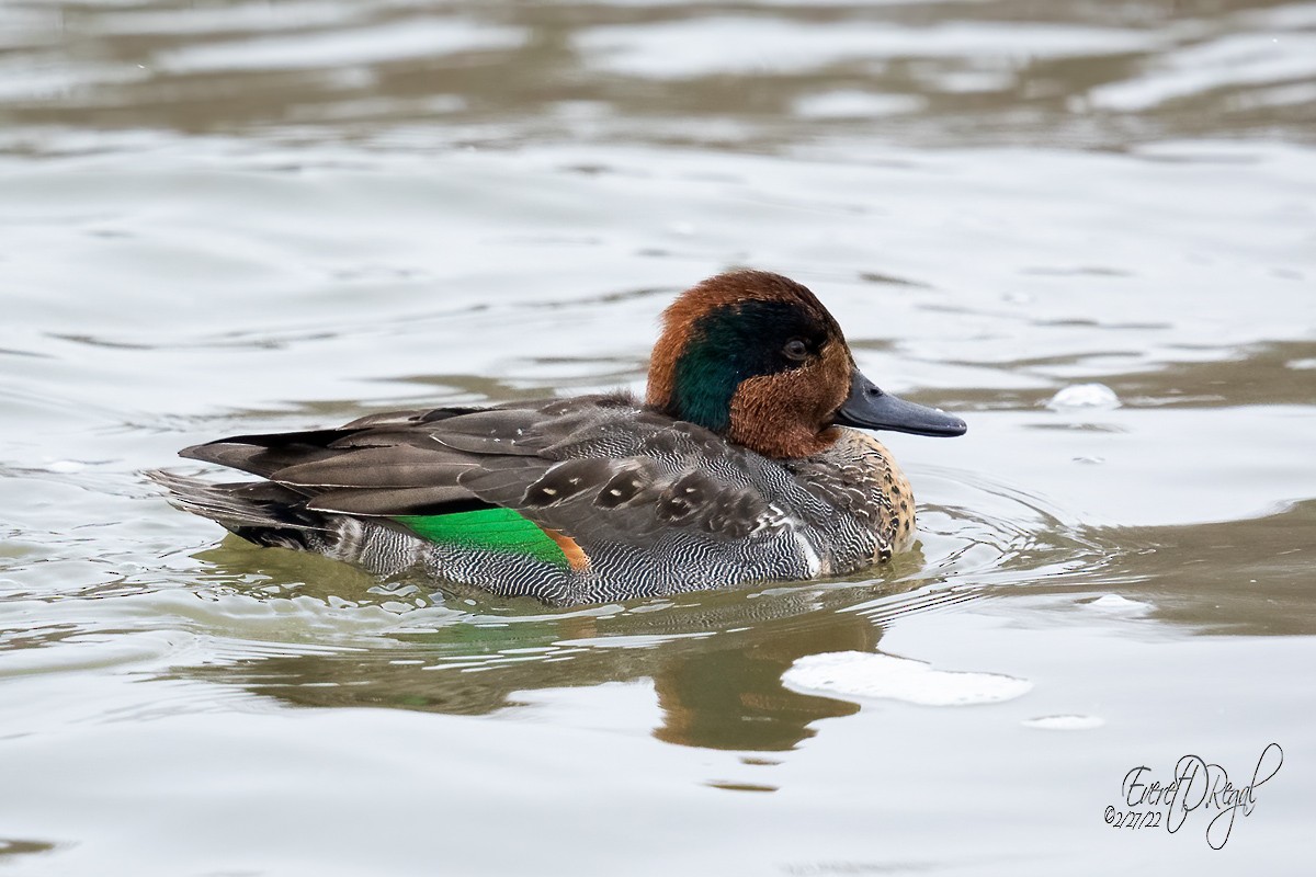 Green-winged Teal (American) - Everet Regal