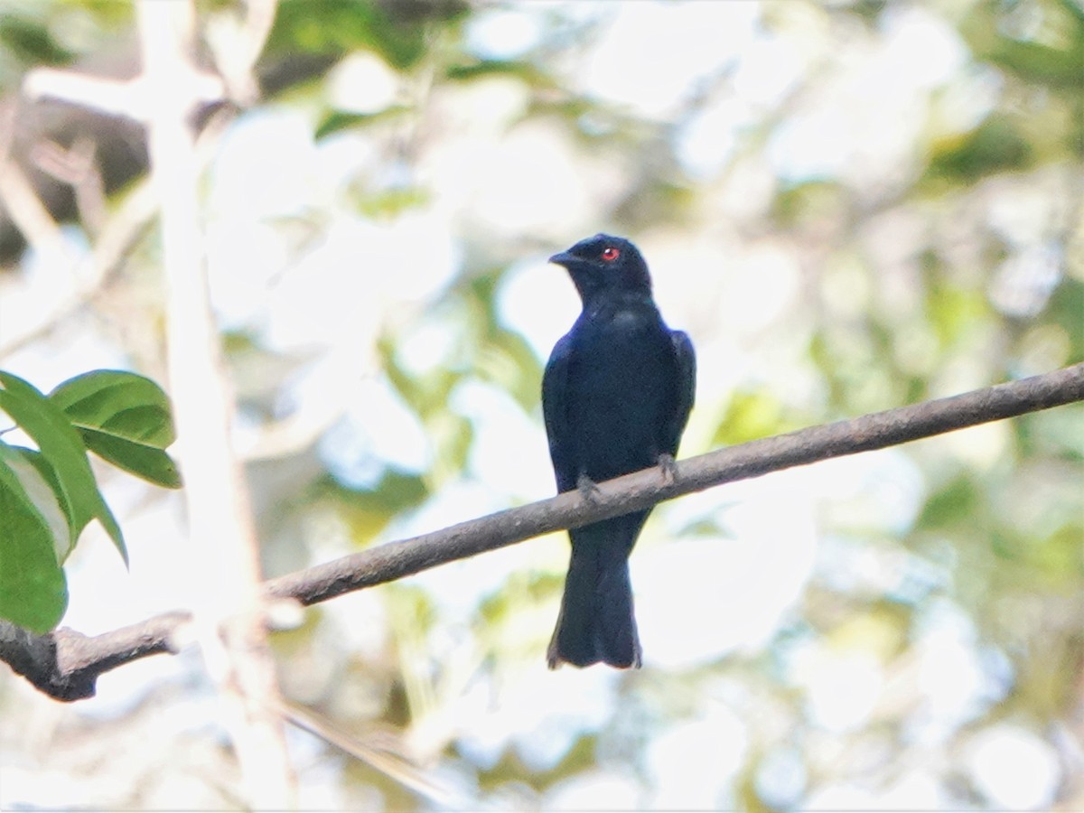 Western Square-tailed Drongo - ML420799801
