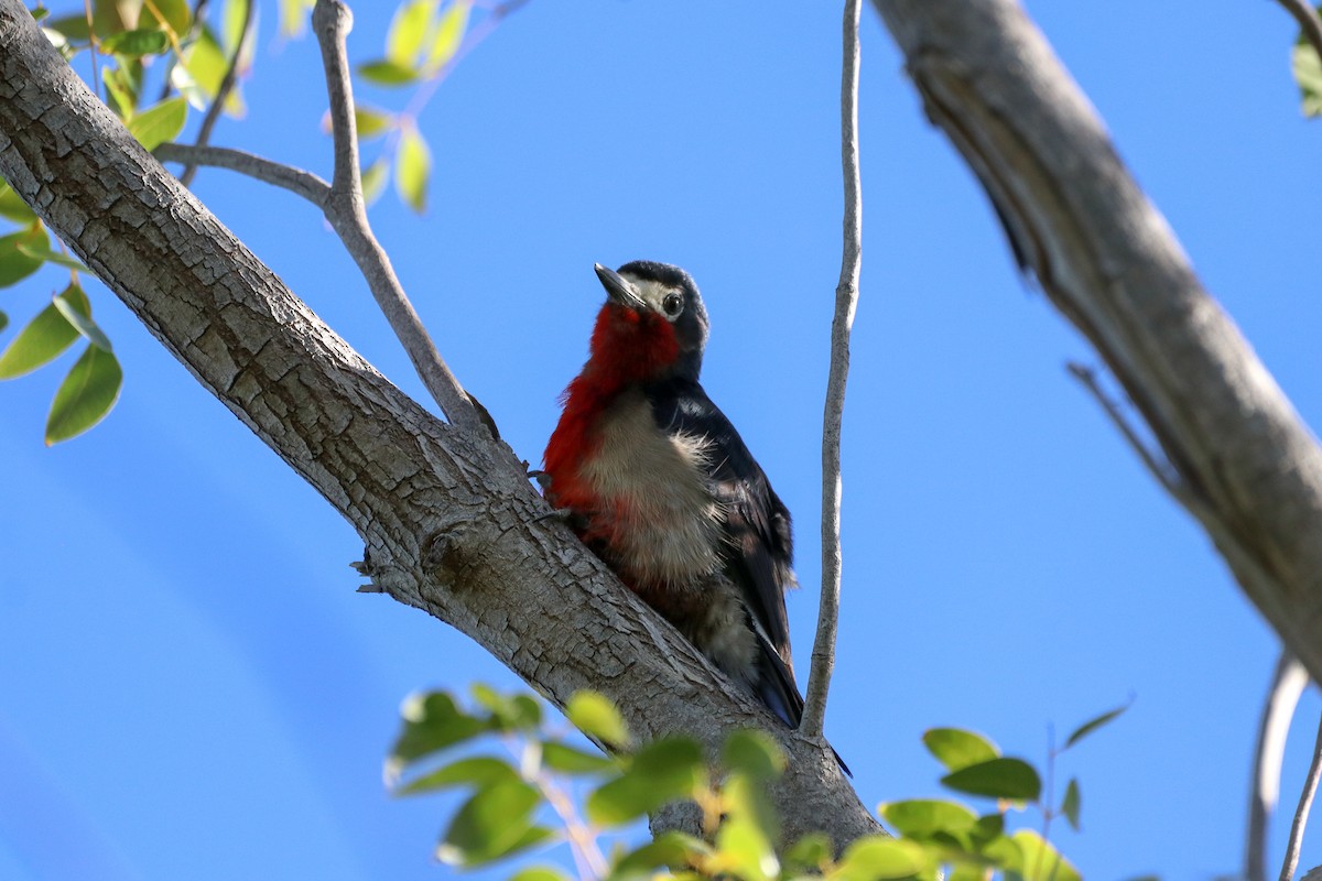 Puerto Rican Woodpecker - ML420803731