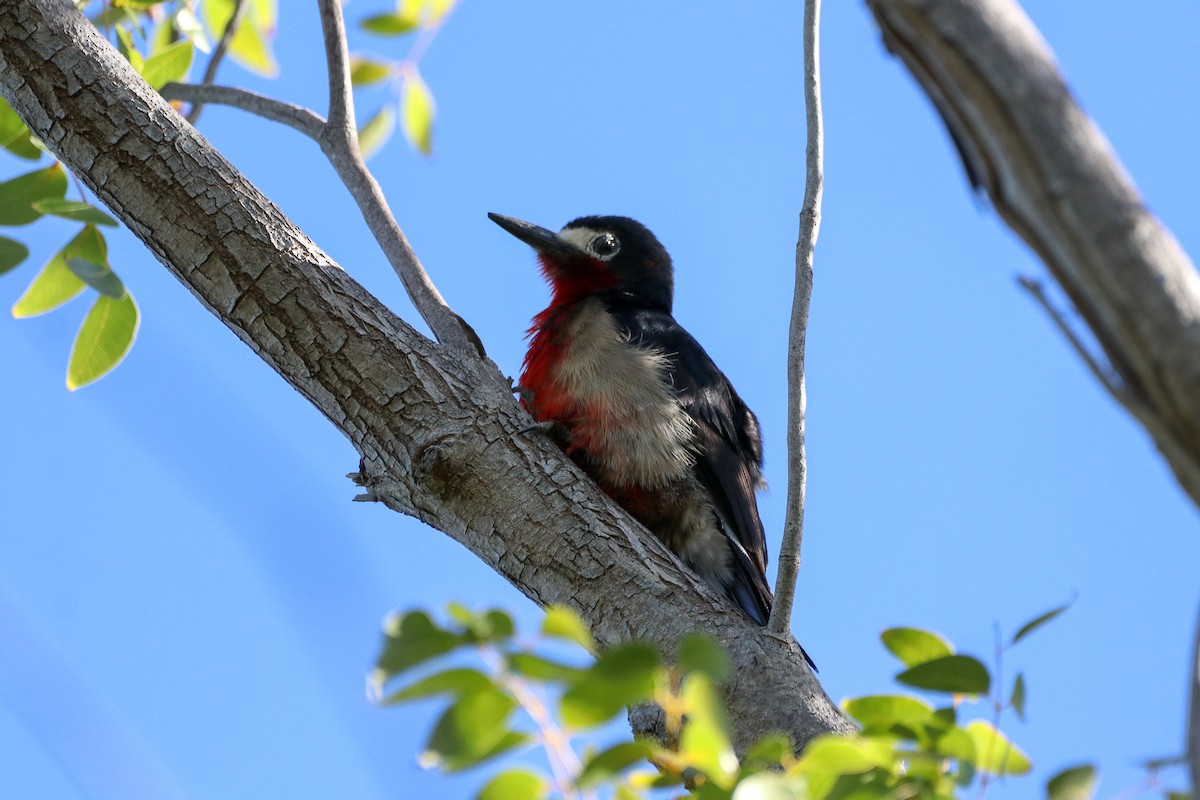 Puerto Rican Woodpecker - ML420803741