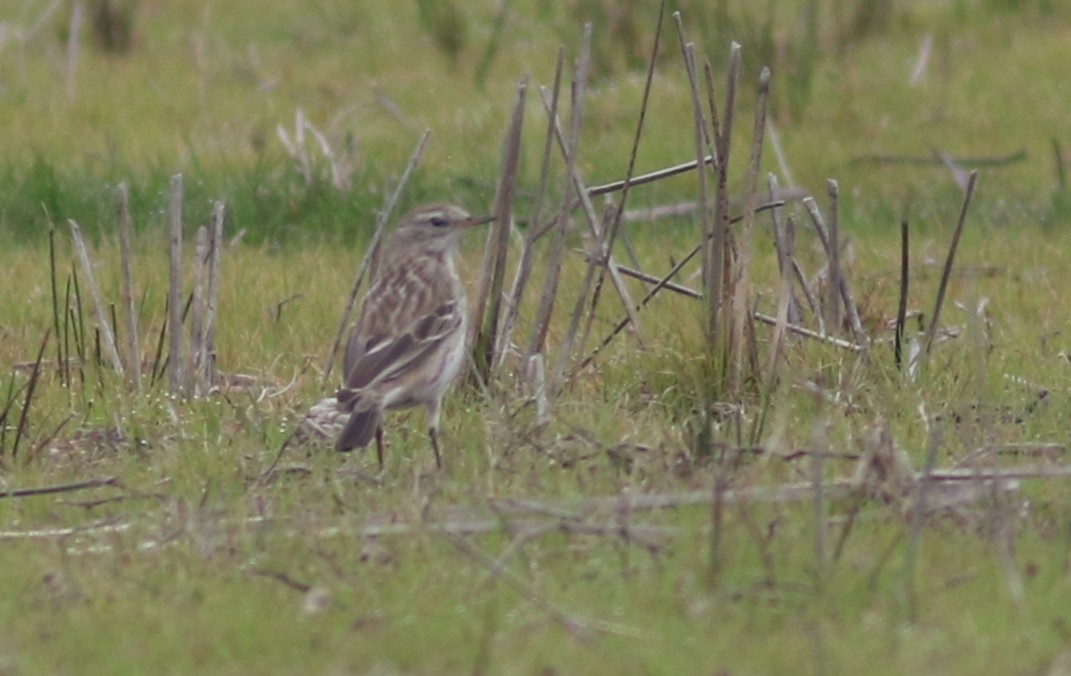 Water Pipit - ML420805231