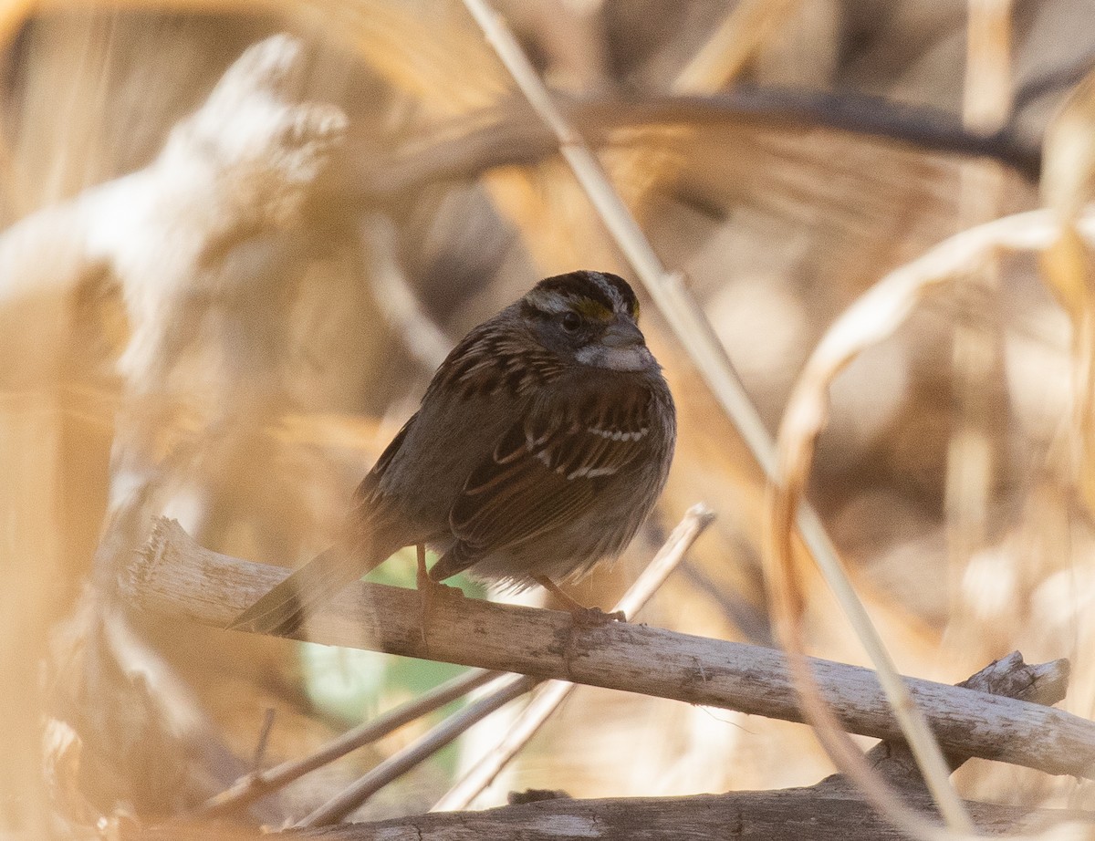 White-throated Sparrow - ML420811001