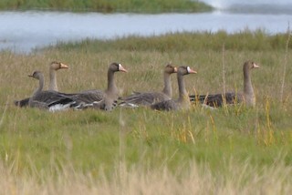 Greater White-fronted Goose, ML42081161