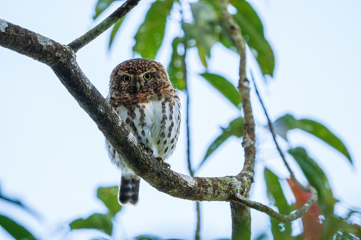 Collared Owlet - ML420815121