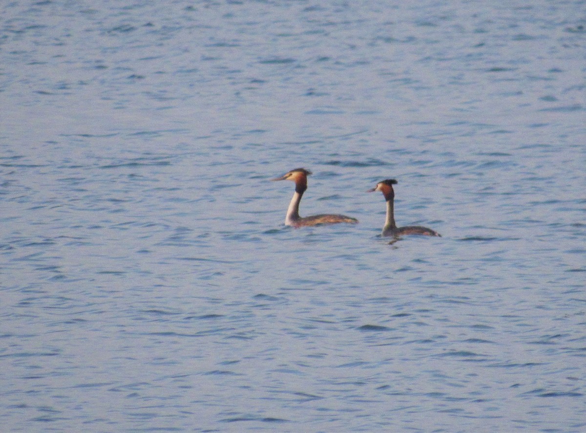 Great Crested Grebe - ML420823201