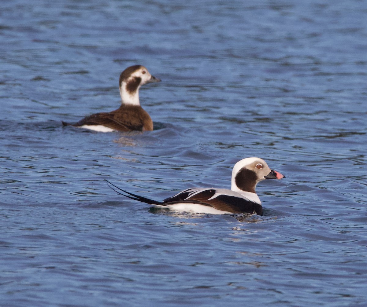 Long-tailed Duck - ML420825291