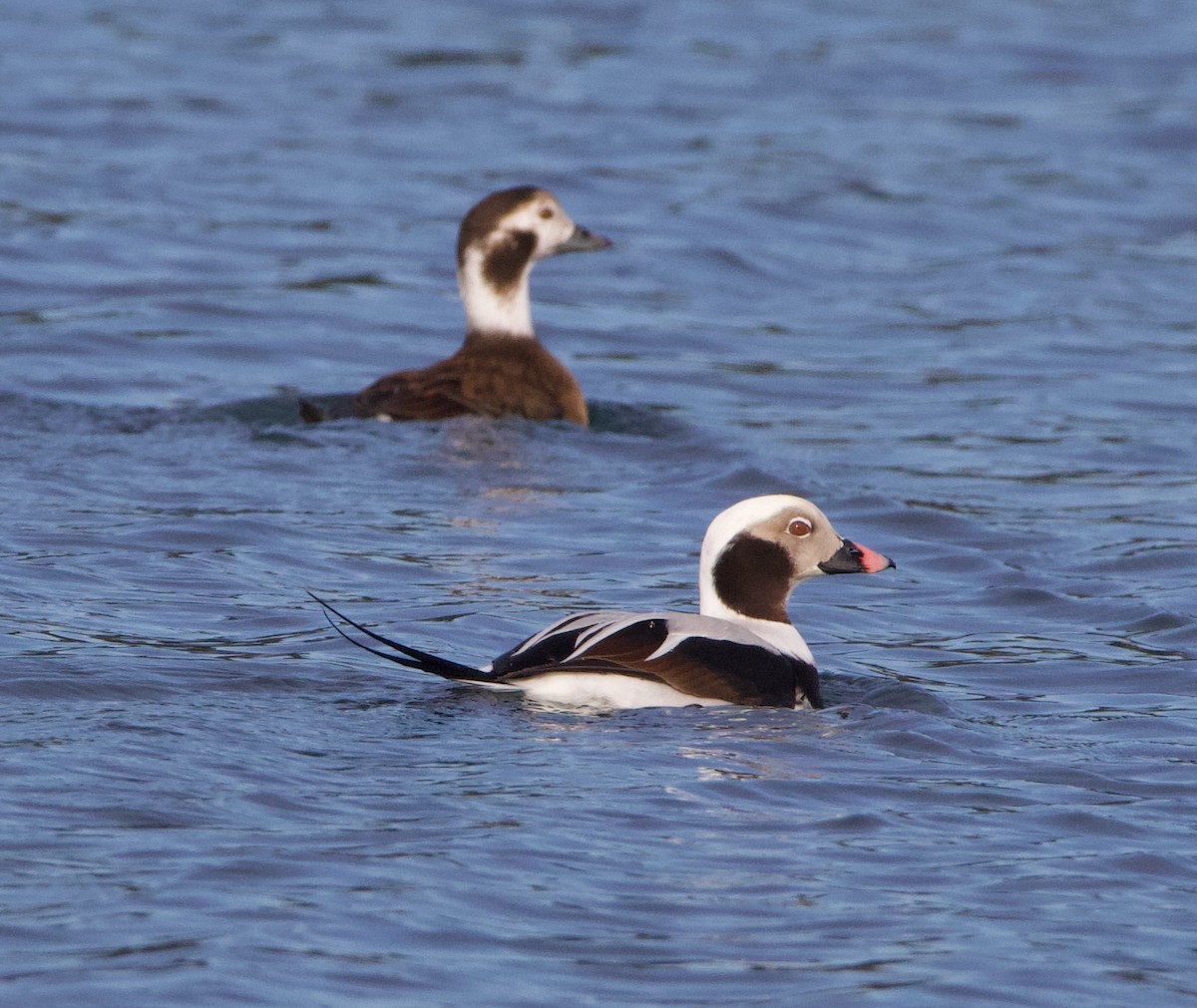 Long-tailed Duck - ML420825301