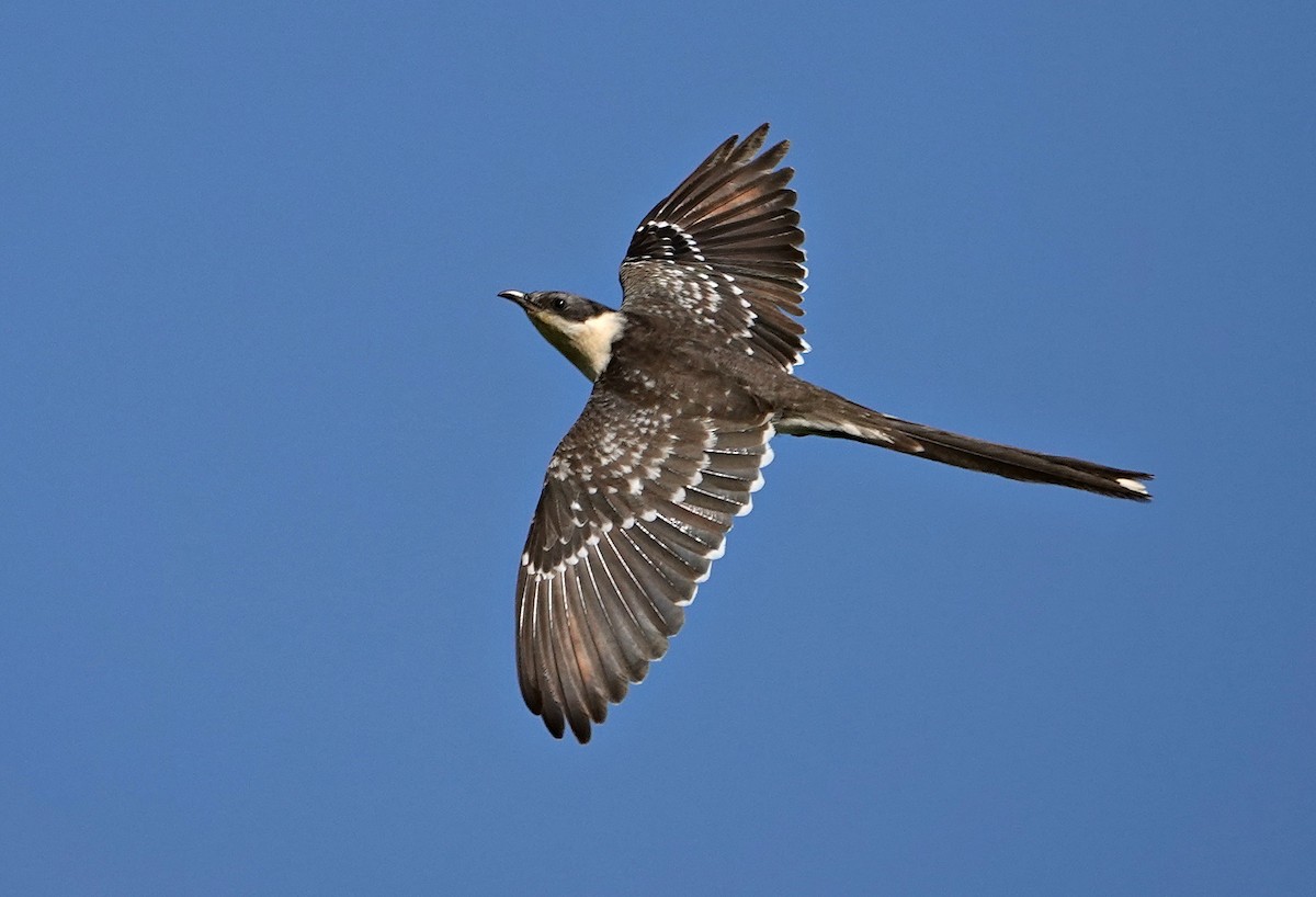Great Spotted Cuckoo - ML420832301