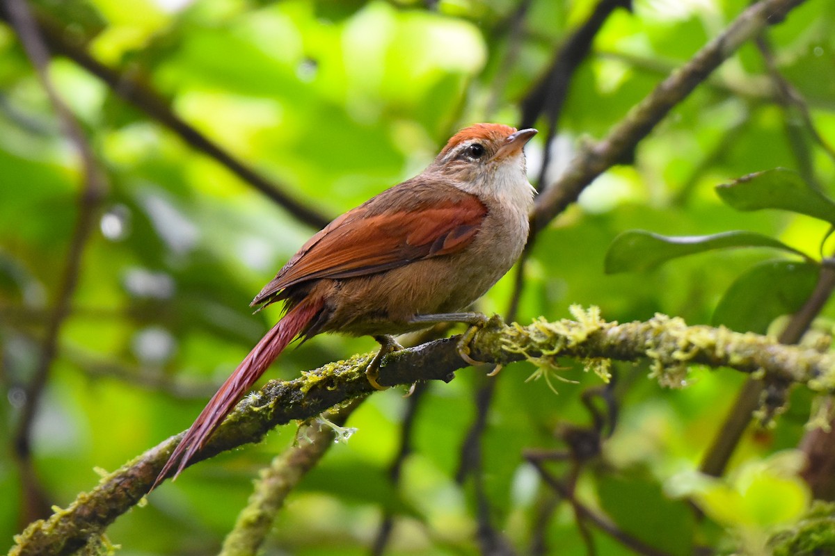 Line-cheeked Spinetail (Line-cheeked) - ML420836361