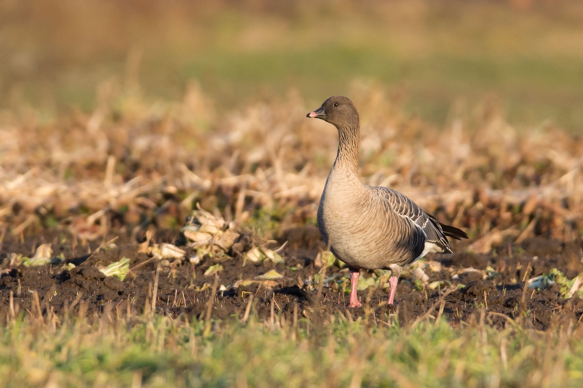 Pink-footed Goose - ML42083801