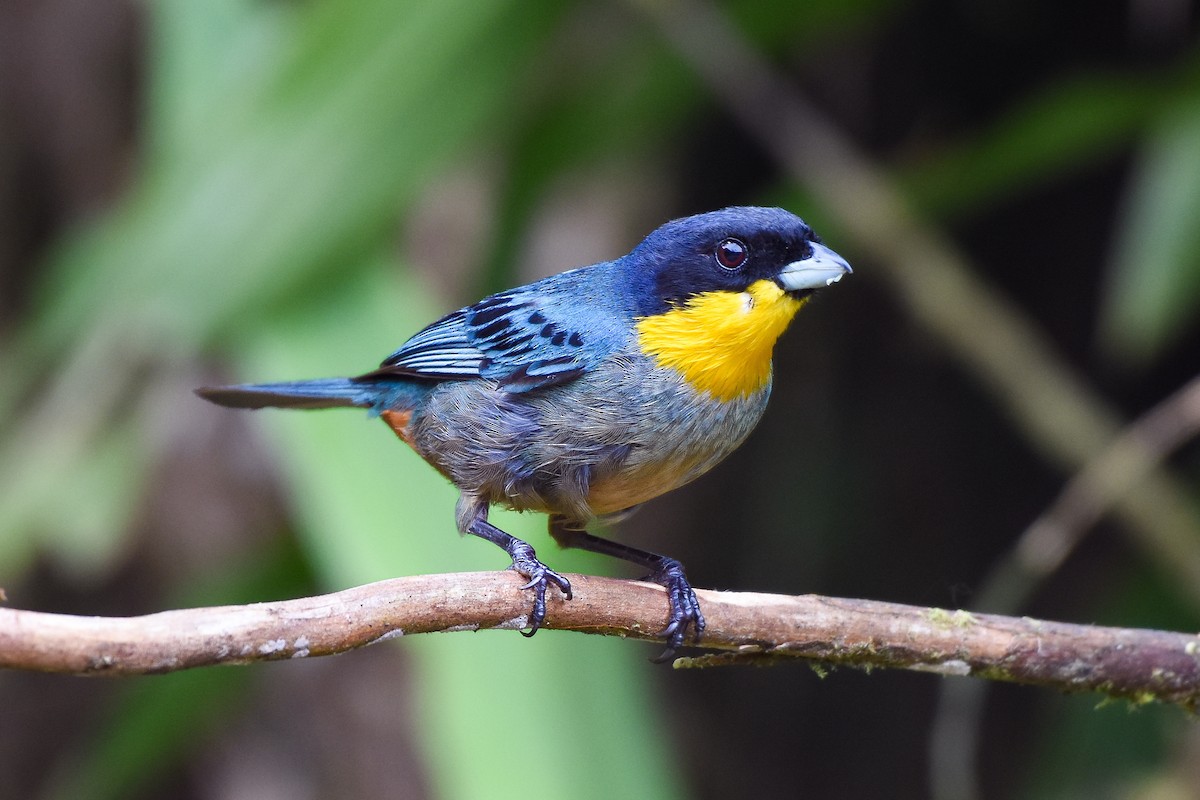 Yellow-throated Tanager - ML420839081