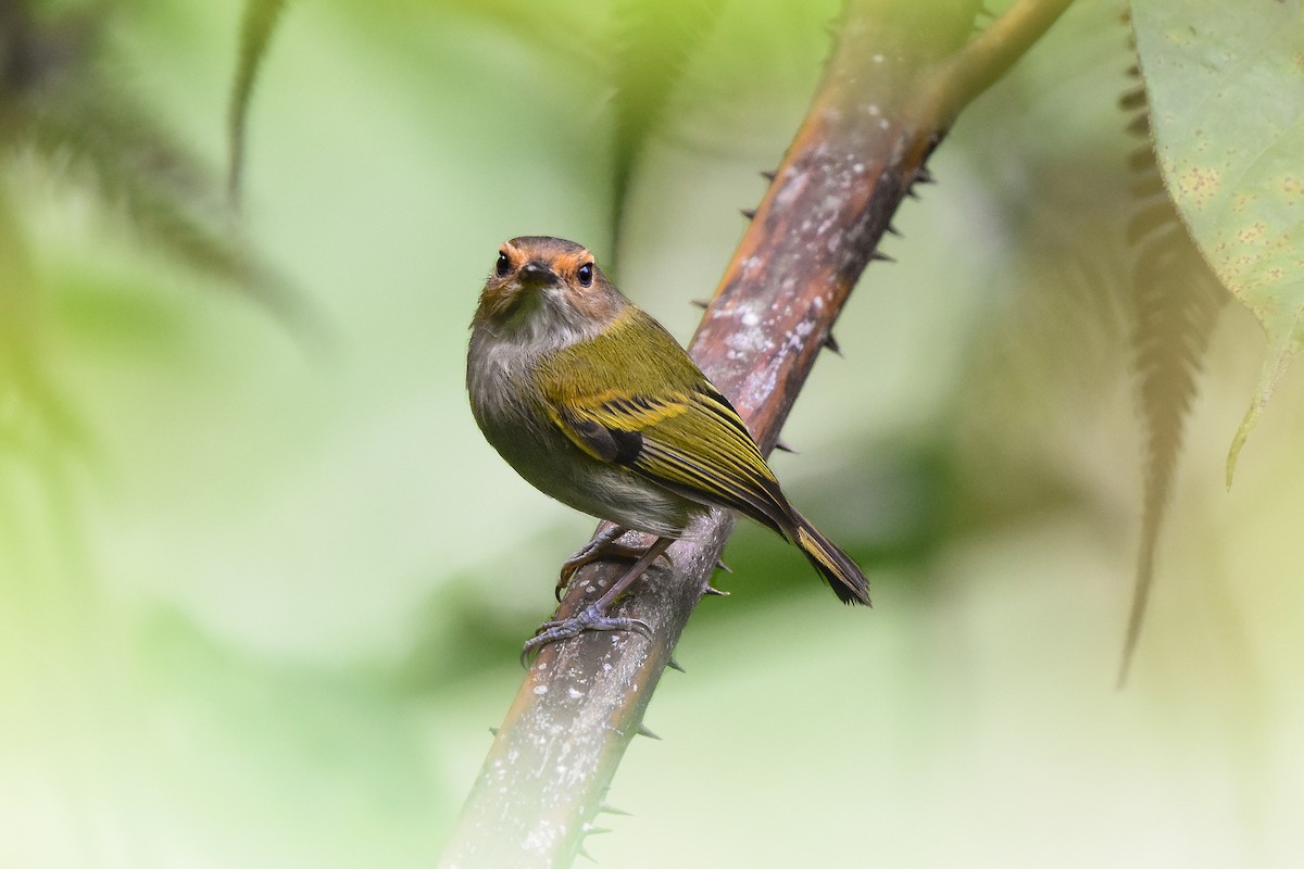 Rusty-fronted Tody-Flycatcher - ML420840501