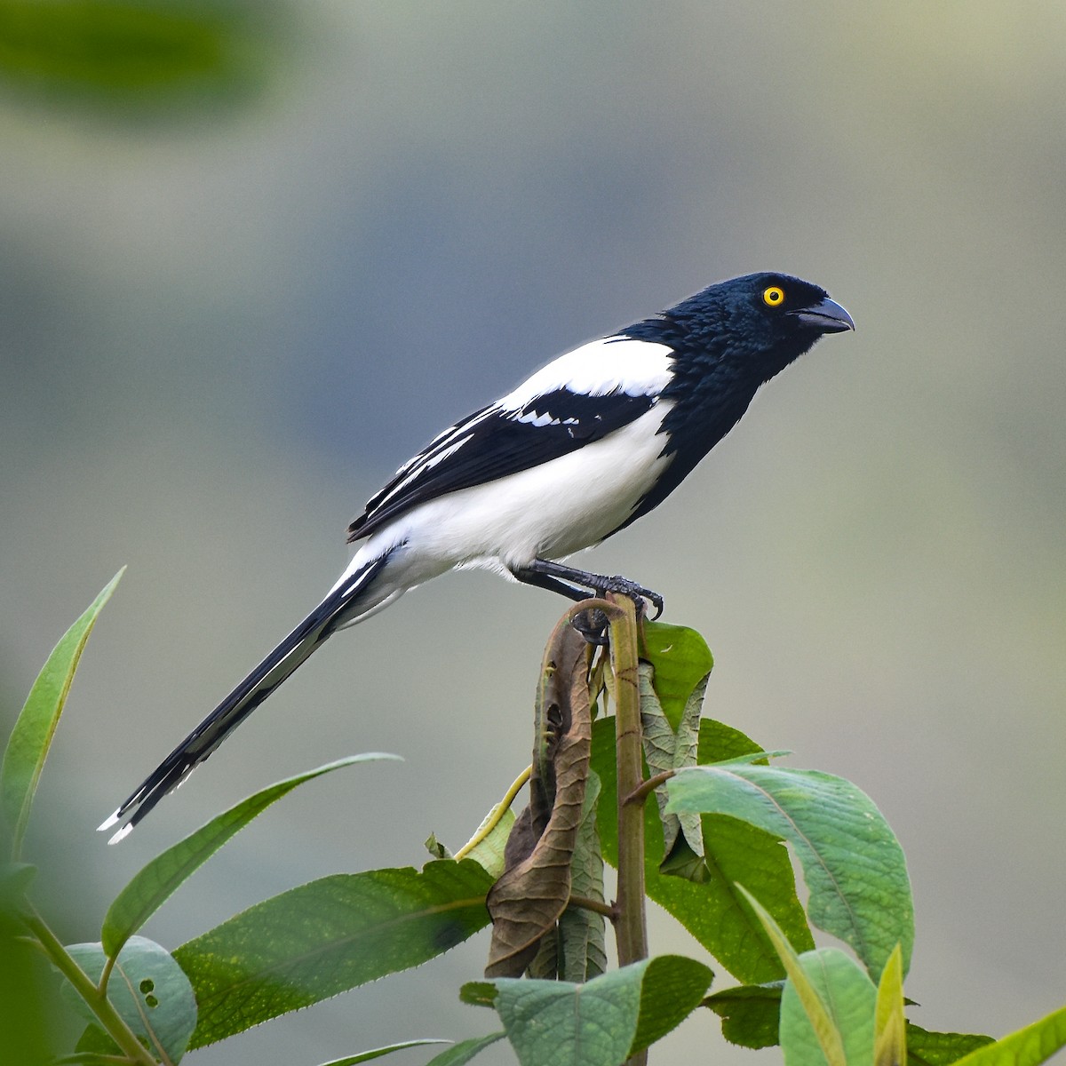Magpie Tanager - ML420840561