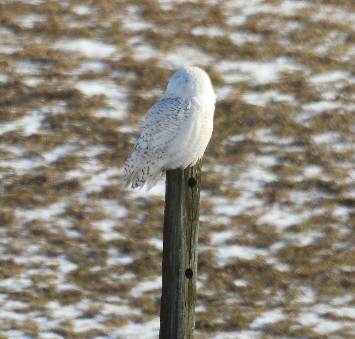 Snowy Owl - ML420842031
