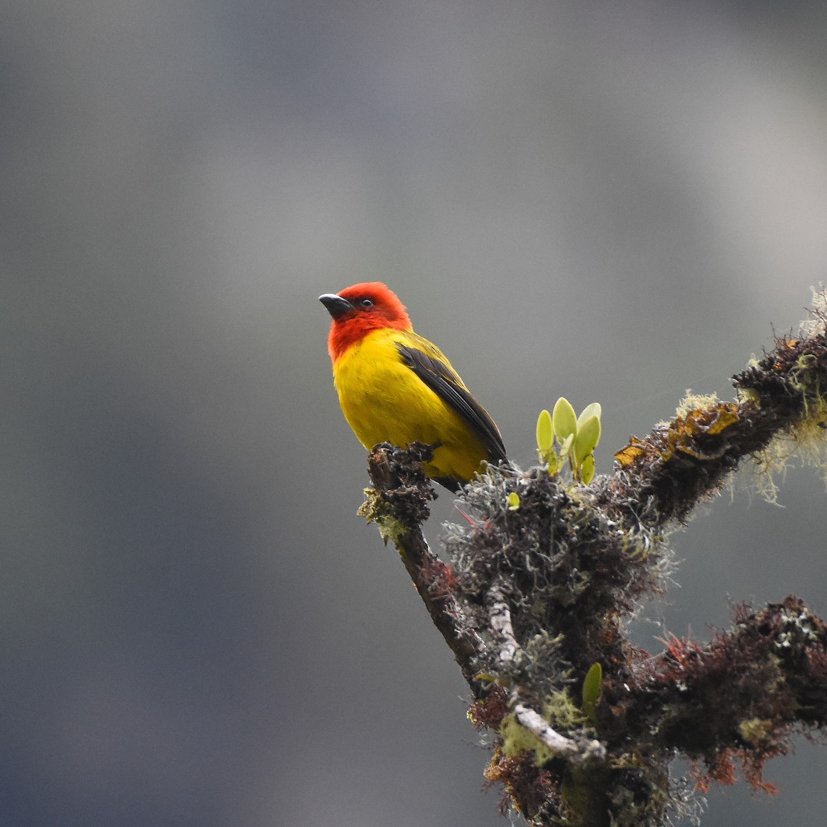 Red-hooded Tanager - ML420842291