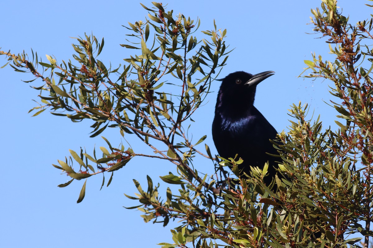 Boat-tailed Grackle - ML420842351