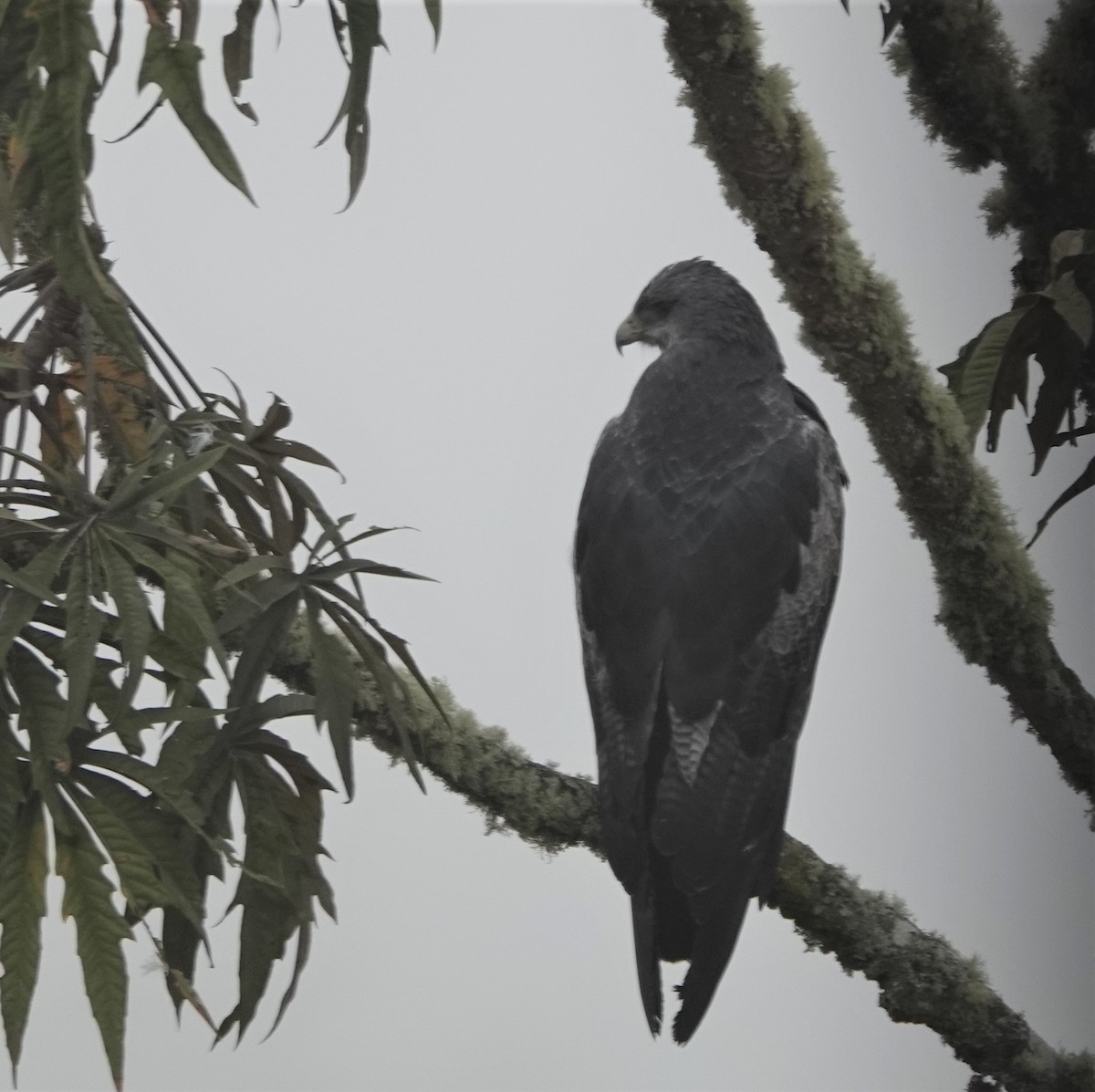 Black-chested Buzzard-Eagle - Jana Lagan