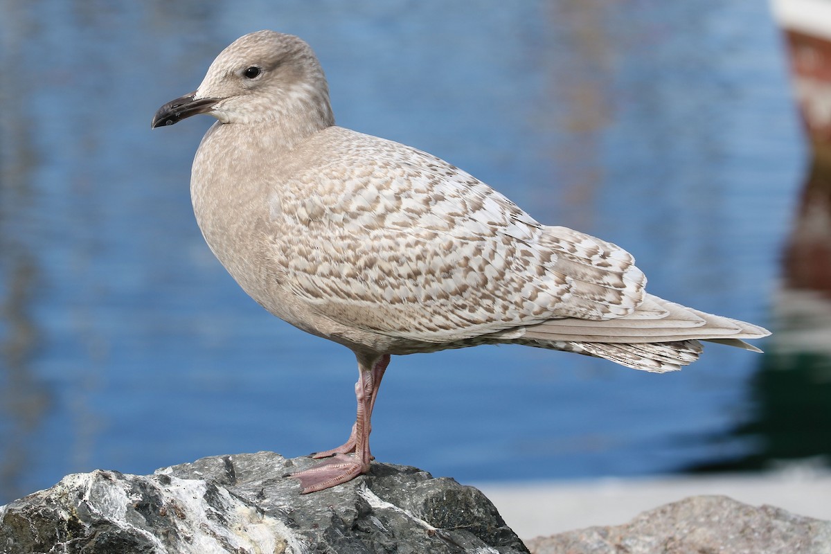 Iceland Gull (kumlieni) - ML420843181