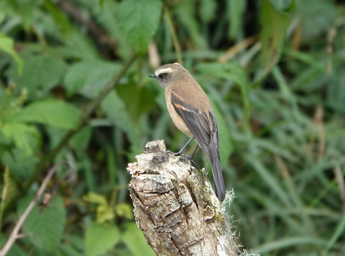 Brown-backed Chat-Tyrant - ML420844091