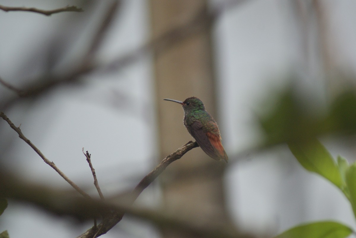Rufous-tailed Hummingbird - ML42084461