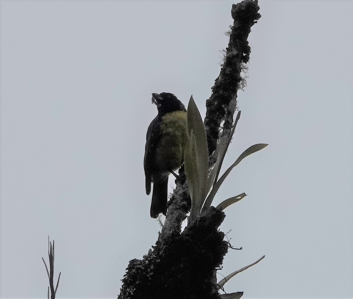 Hooded Mountain Tanager - ML420845171