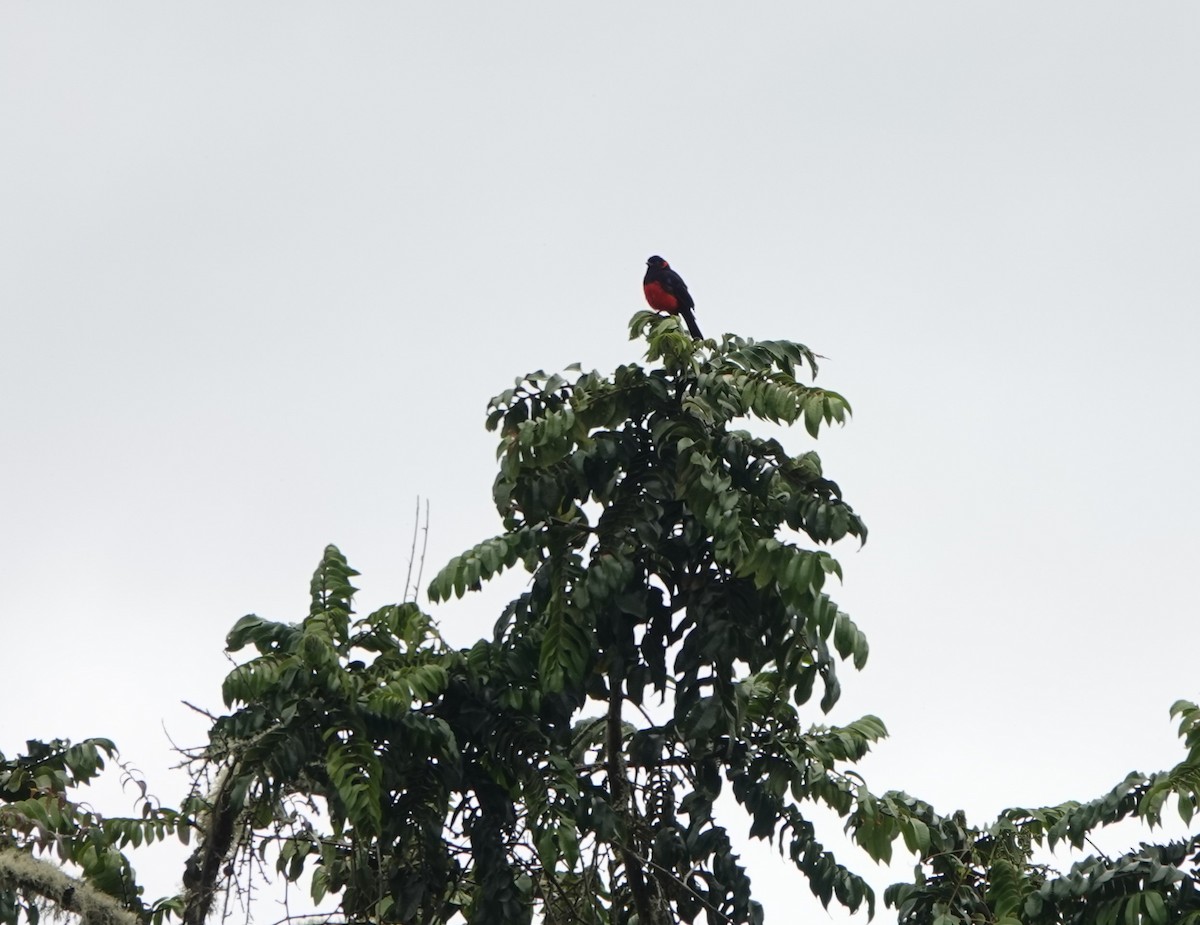 Scarlet-bellied Mountain Tanager - ML420845391