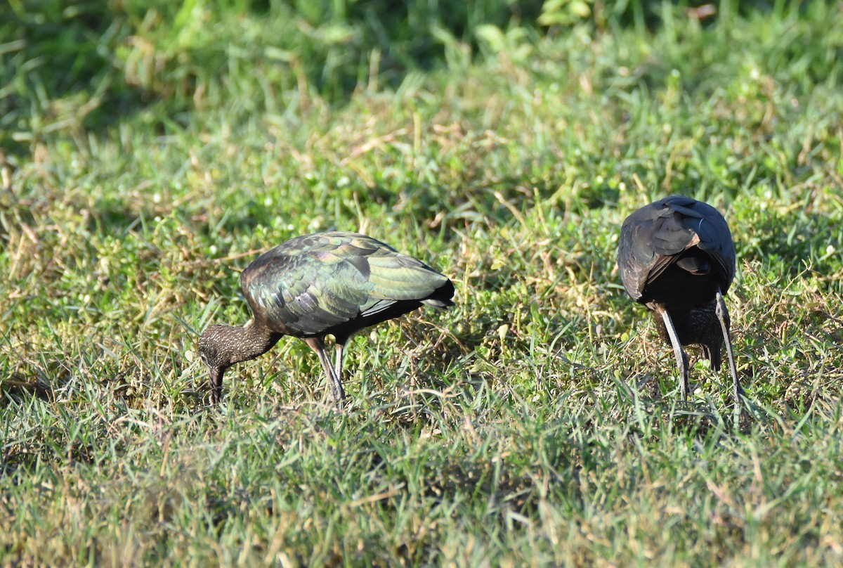 Glossy Ibis - Andrew Dobson