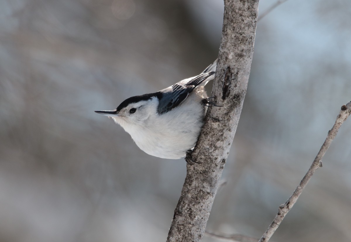 White-breasted Nuthatch - ML420851941