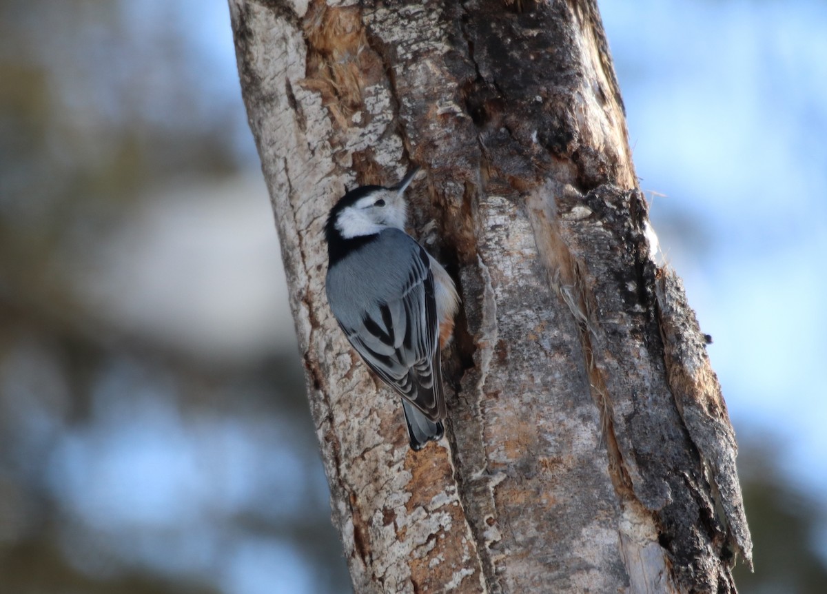 White-breasted Nuthatch - ML420852091