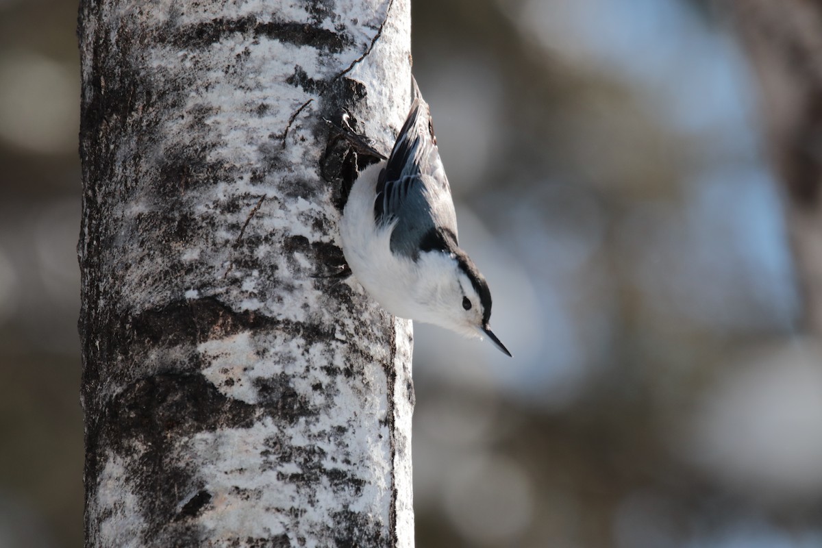 White-breasted Nuthatch - ML420852101
