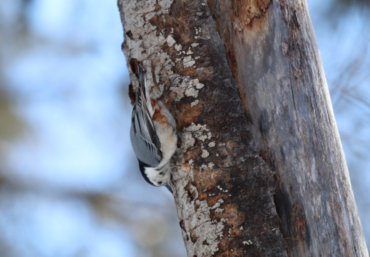 White-breasted Nuthatch - ML420852321