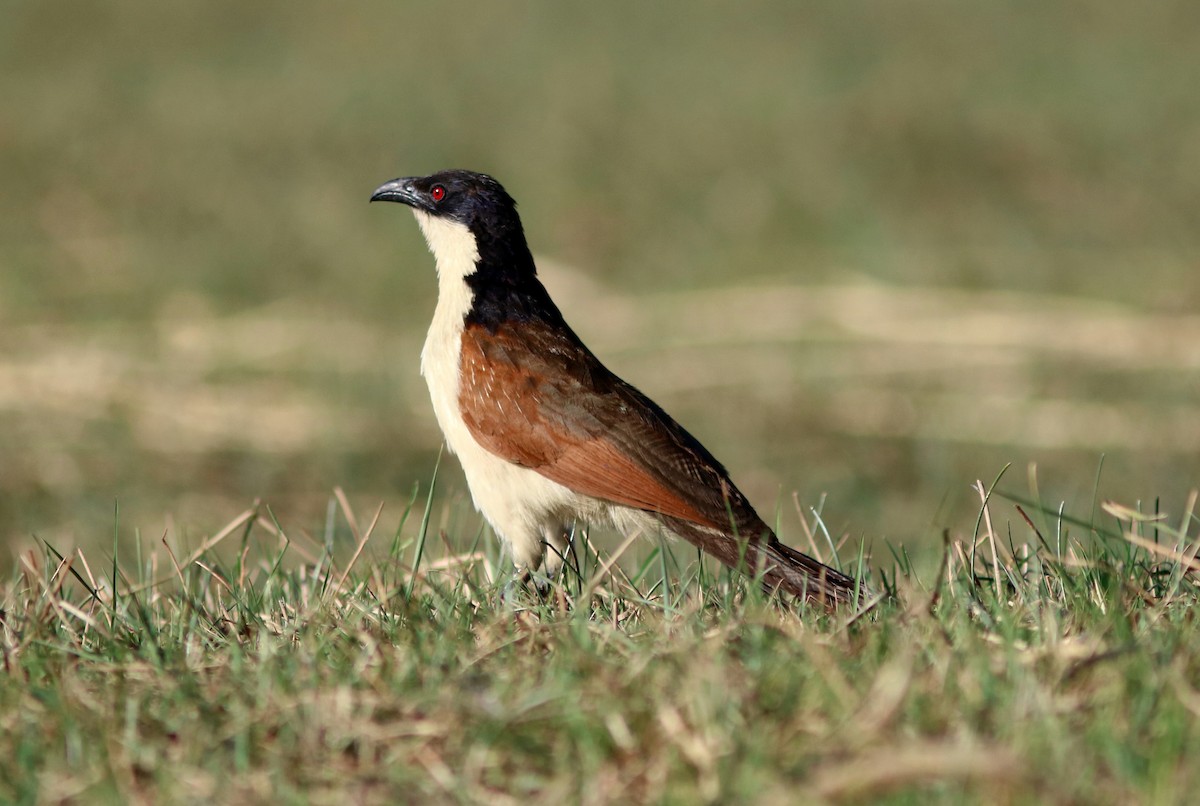 Coppery-tailed Coucal - John Drummond