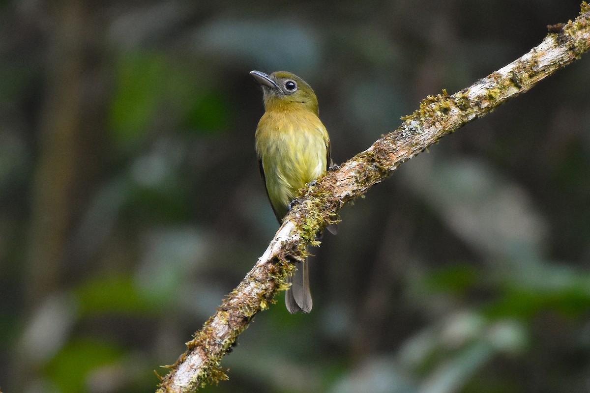 Fulvous-breasted Flatbill - ML420861851