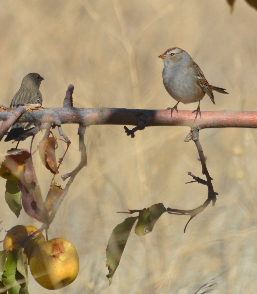 new world sparrow sp. - Mary Dufrain