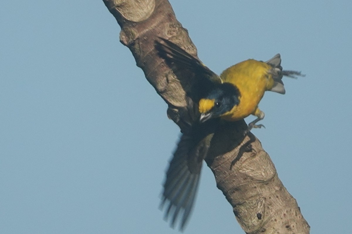 Yellow-throated Euphonia - Scott Stafford