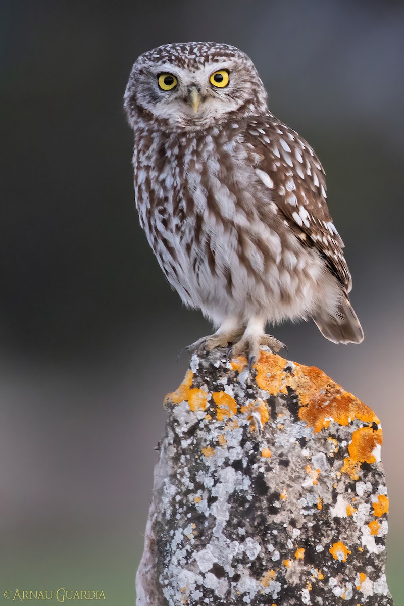 Little Owl - Arnau Guardia