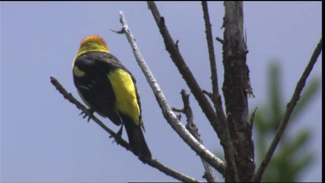 Western Tanager - ML420883