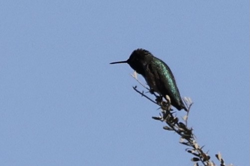 Costa's Hummingbird - ML420888691