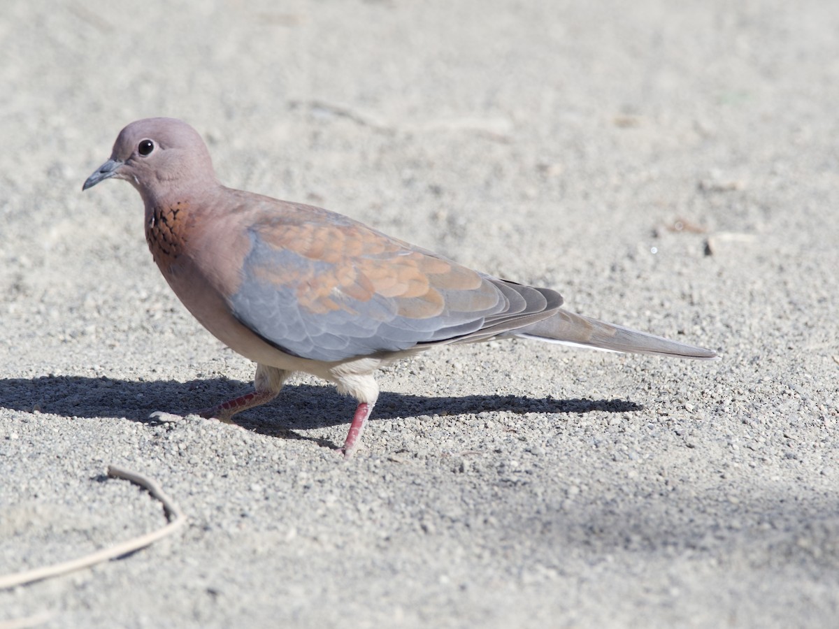 Laughing Dove - ML420892891