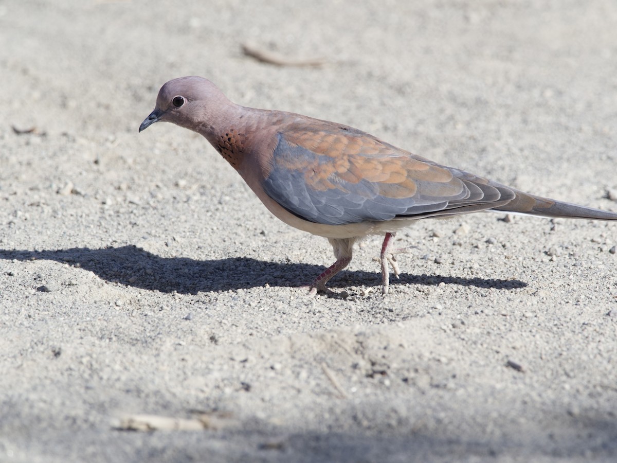 Laughing Dove - ML420892911
