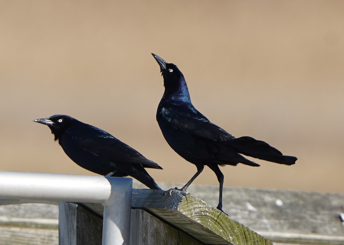 Boat-tailed Grackle - ML420893101