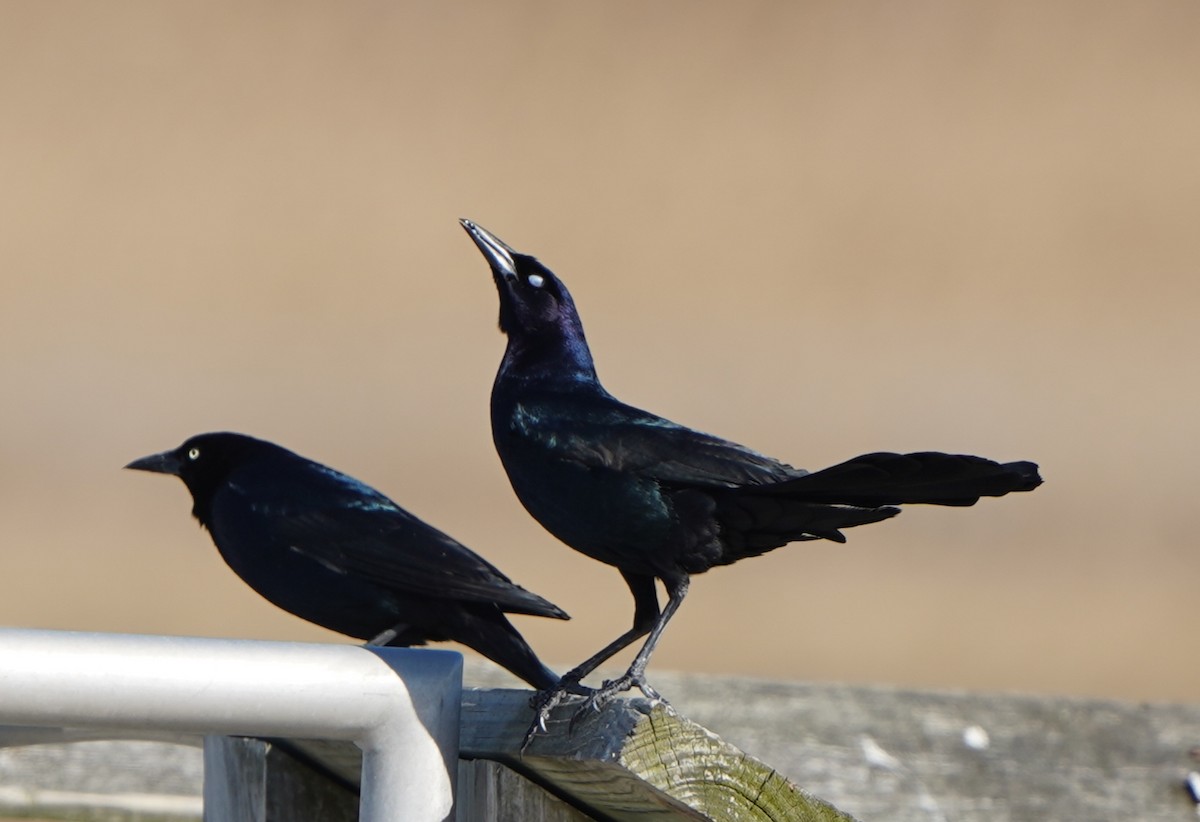 Boat-tailed Grackle - ML420893171
