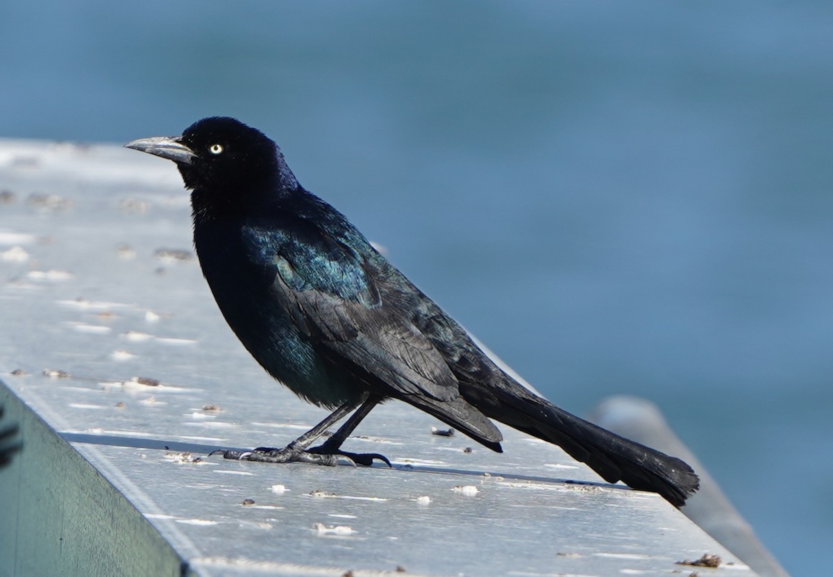 Boat-tailed Grackle - ML420893301