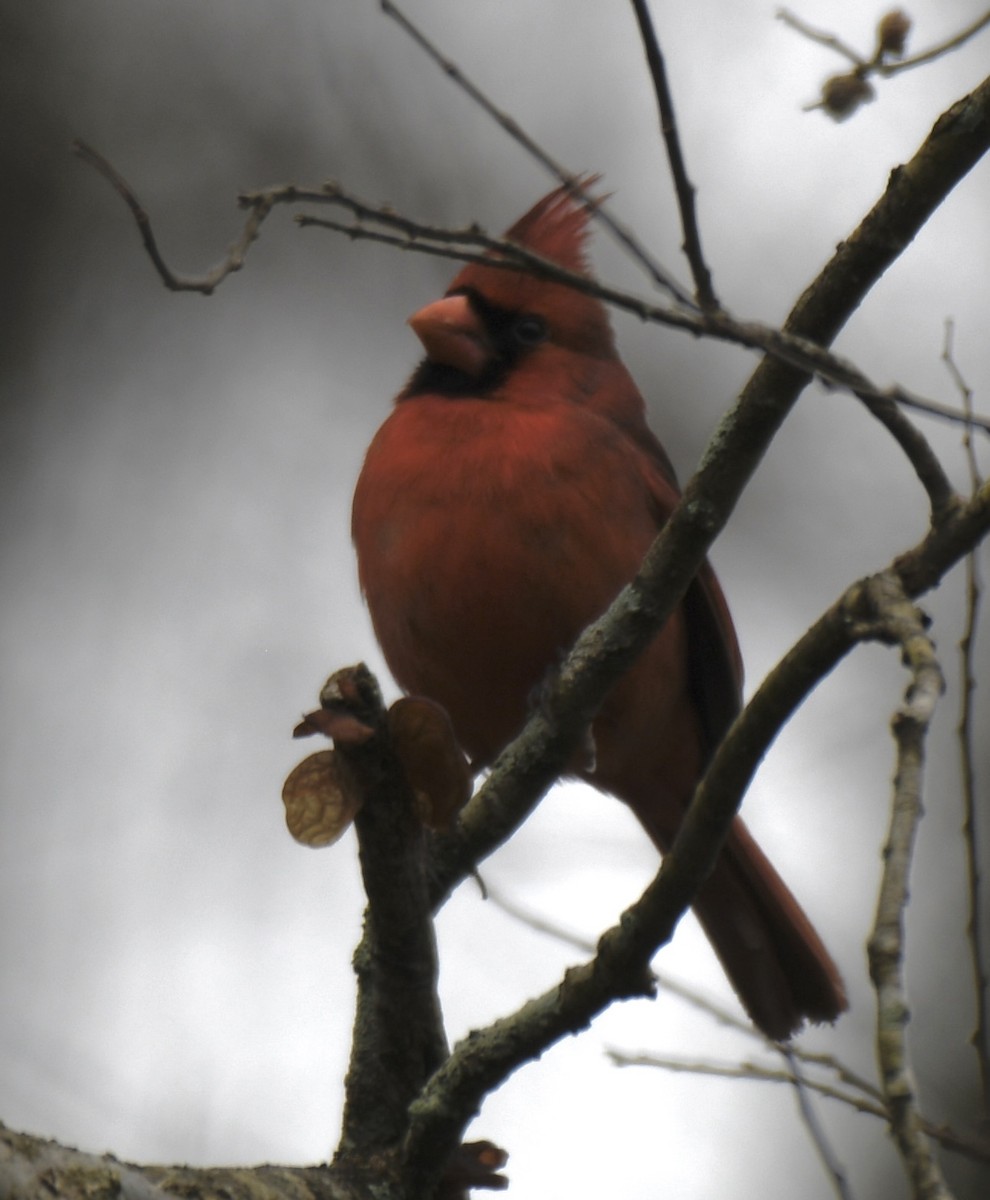 Cardinal rouge - ML420903891