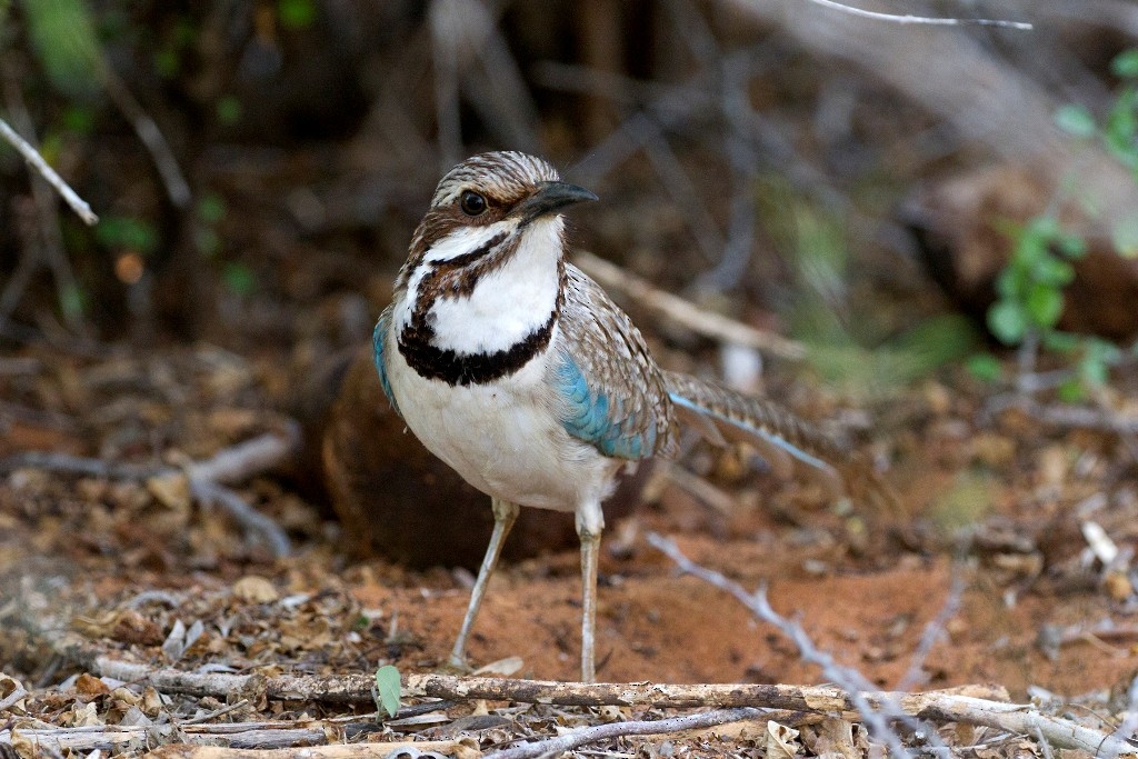 Long-tailed Ground-Roller - ML42090941
