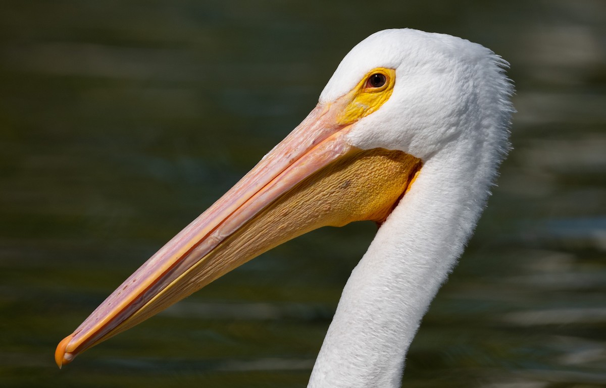 American White Pelican - Cynthia  Case