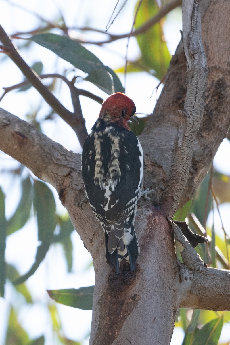 Red-breasted Sapsucker - Cynthia  Case